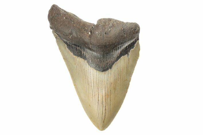 Bargain, Fossil Megalodon Tooth - North Carolina #190900